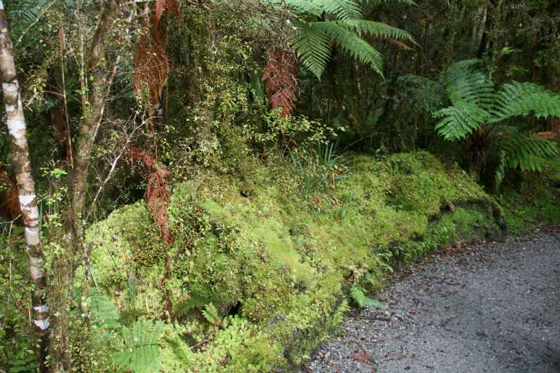 Nieuw-Zeeland 2011 - 1472